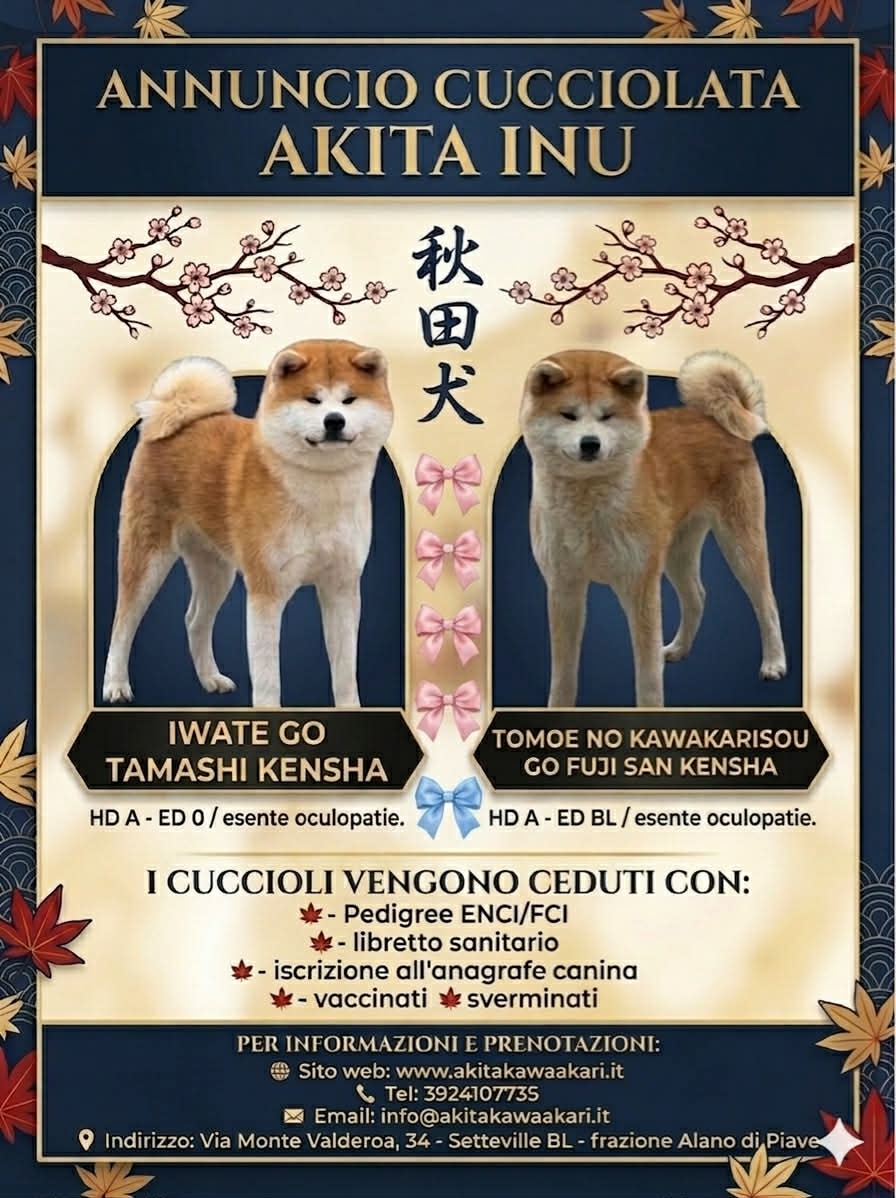 CUCCIOLATA AKITA INU - APRILE 2026